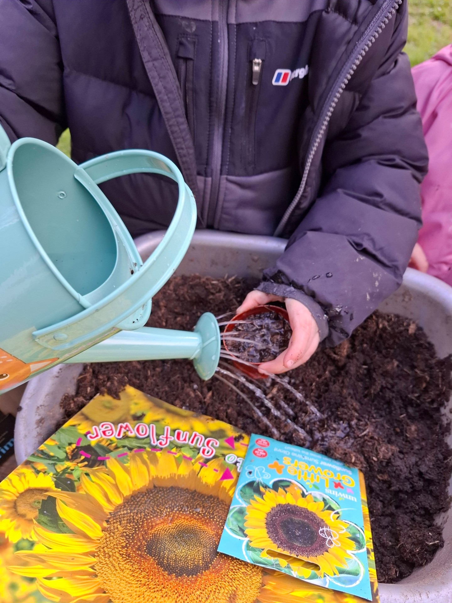 Child watering freshly planted sunflower seeds